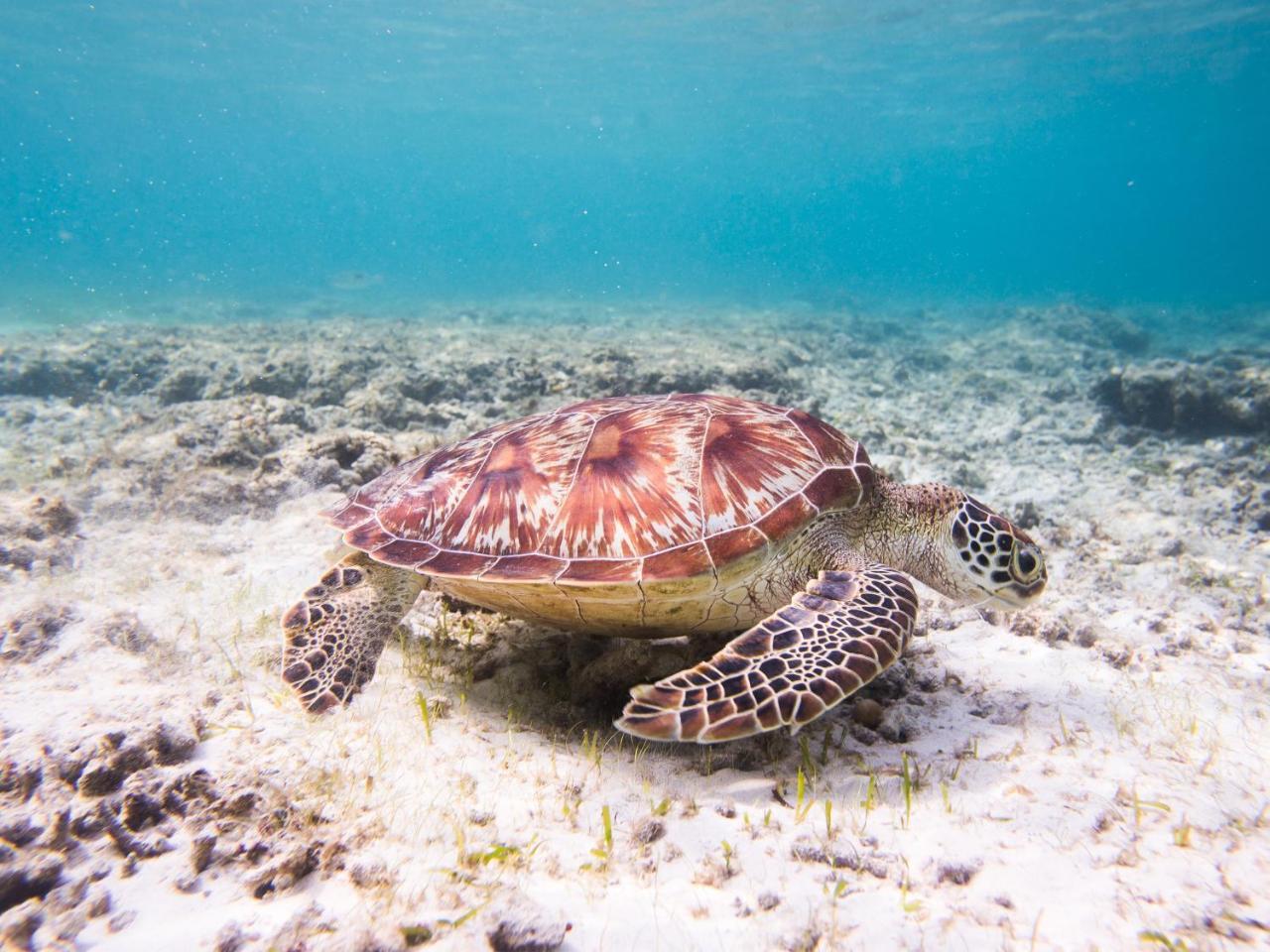 ギリ・トラワンガン Gili La Boheme Sisterホステル エクステリア 写真
